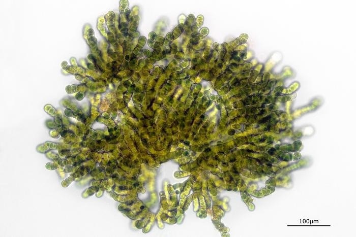 A New Toxin from Aetokthonos hydrillicola Shows Potential Anticancer Properties