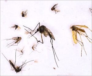 Promoting Viral Propagation with Decreasing Biodiversity