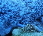 New Method Reveals Unprecedented Detail of Coral Biochemistry