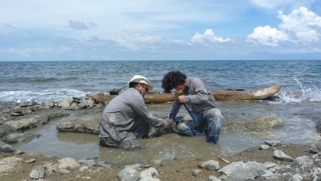 Researchers Find Potential DNA Remains in Fossil Turtle