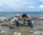 Researchers Find Potential DNA Remains in Fossil Turtle