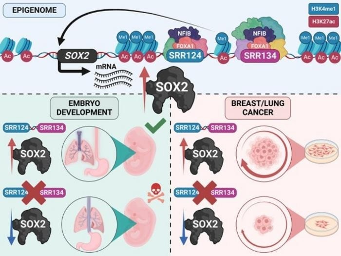 Scientists Explain How Enhancer Reprogramming Promotes Tumor Cell Growth