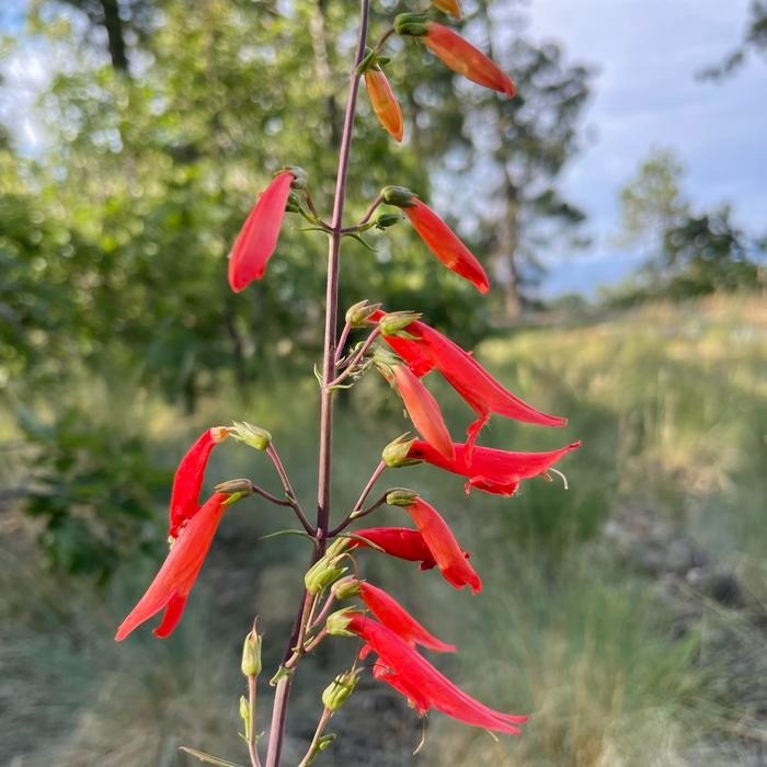 Identifying Genetic Differences Underlying Pollination Syndromes in Wildflowers