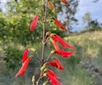Identifying Genetic Differences Underlying Pollination Syndromes in Wildflowers