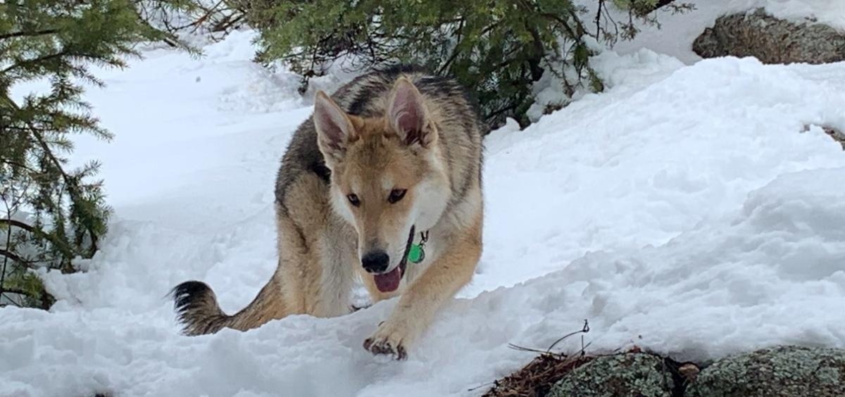 Gut Microbes May Key to Alleviating Canine Inflammatory Bowel Disease