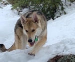 Gut Microbes Key to Alleviating Canine Inflammatory Bowel Disease