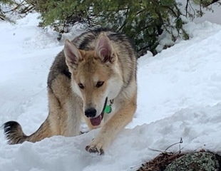 Gut Microbes Key to Alleviating Canine Inflammatory Bowel Disease