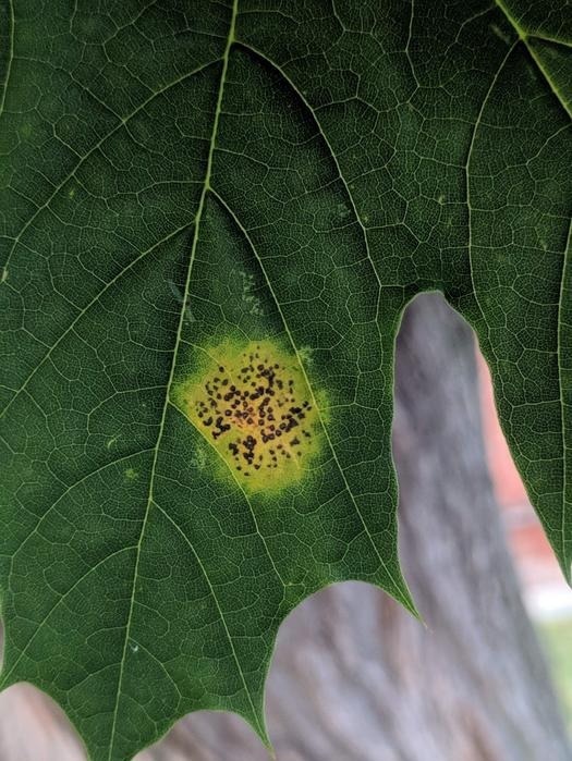 Emerging Tree Diseases Pose a Threat to Global Forests