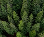 Emerging Tree Diseases Pose a Threat to Global Forests