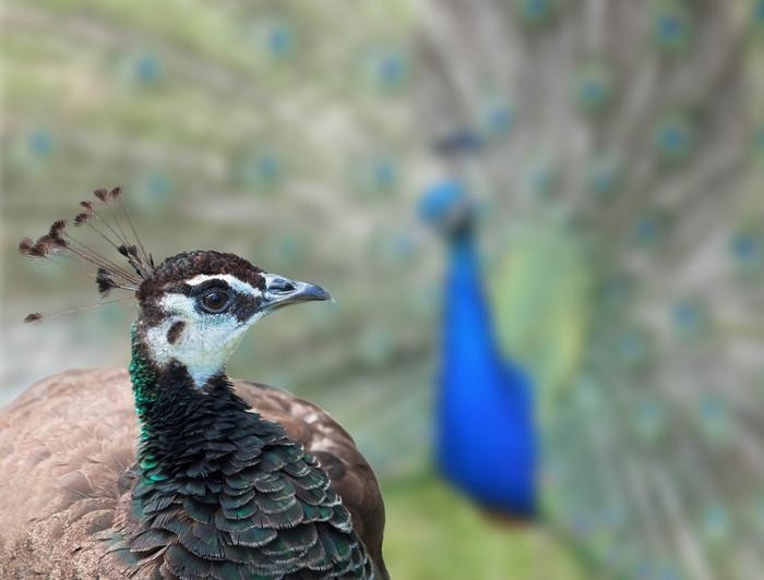 Mathematical Model Reveals Universal Mechanism for Sexual Selection in Female Animals