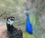 Mathematical Model Reveals Universal Mechanism for Sexual Selection in Female Animals