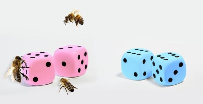 The Recognition of Polymorphic Csd Proteins Defines Sex in Honeybees