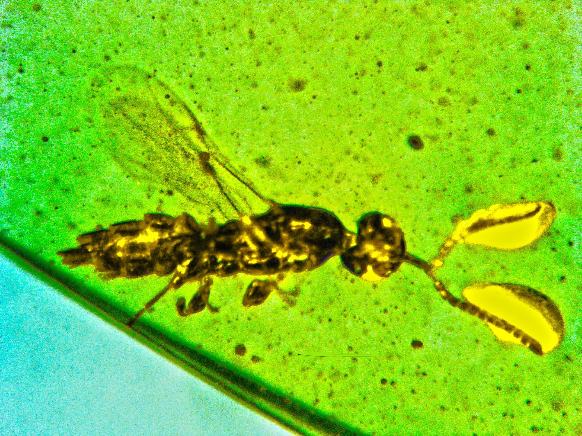 New Wasp Species Discovered with Bulbous Antennae
