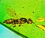 New Wasp Species Discovered with Bulbous Antennae