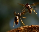 Bumblebees Have an Effective Defense Mechanism Against Asian Hornets