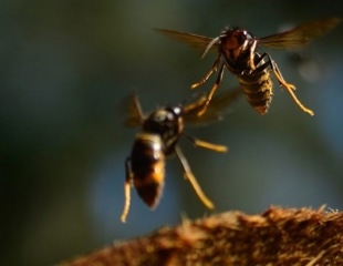 Bumblebees Have an Effective Defense Mechanism Against Asian Hornets