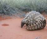 New Genomic Study Could Help Save Pangolins From Extinction