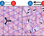 New Model Provides Insights Into Collective Behavior