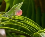 Measuring the Long-Term Survival of Lizards in the Wild