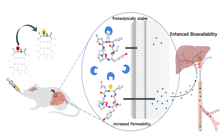 Small Chemical Change to Boost Bioavailability of Drug Molecules