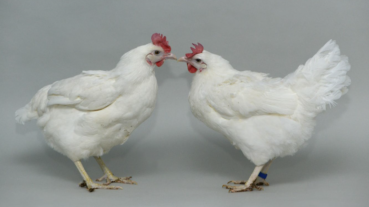 Gene-Edited Chickens in Fight Against Bird Flu