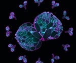 The Factors Influencing Egg Cell Development