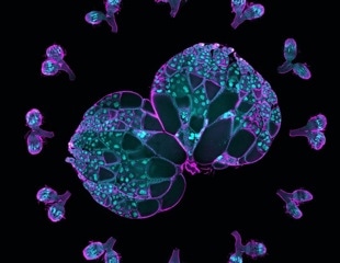 The Factors Influencing Egg Cell Development