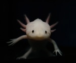 The Powerful Limb Regeneration Capabilities of Axolotl