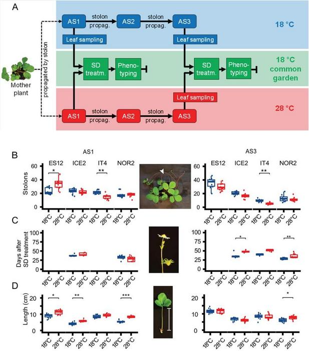 DNA Methylation Enables Plants Adapt in a Warm World