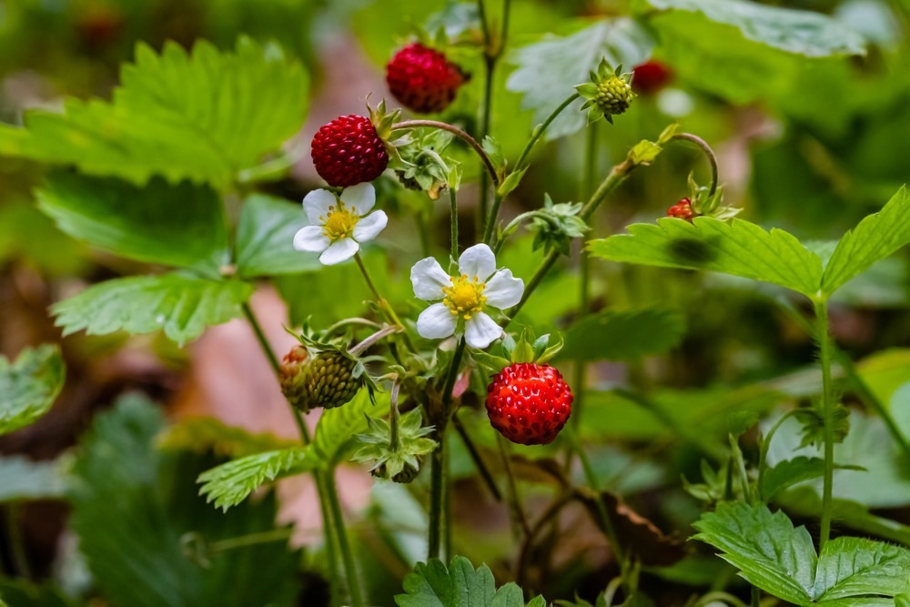 Image Credit: nnattalli/Shutterstock.com