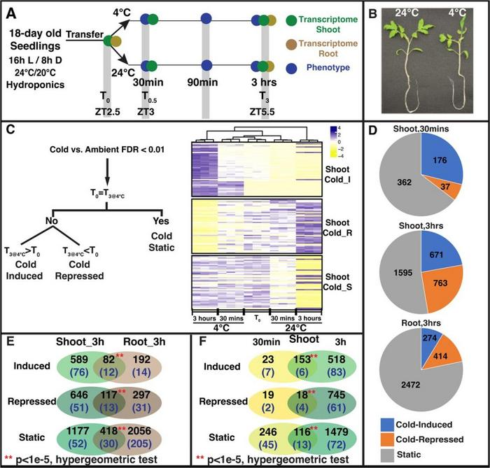 Molecular Responses of Tomatoes to Chilling Stress