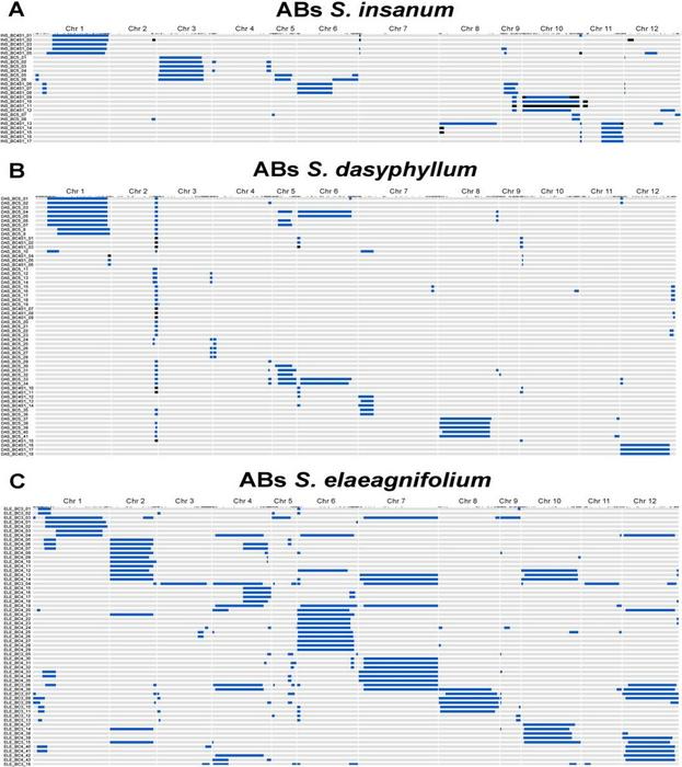 Identifying QTLs for Improved Nitrogen Use Efficiency in Eggplant