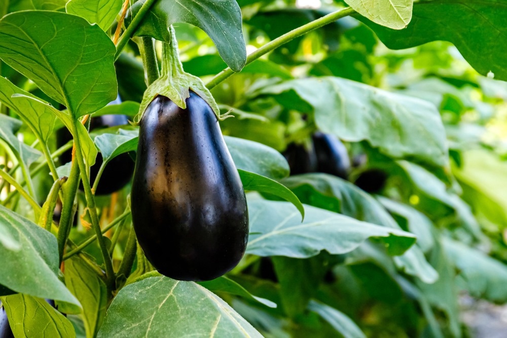 Image Credit: nnattalli/Shutterstock.com