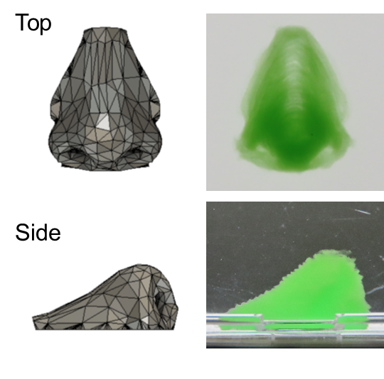 A Biocompatible Method for Making Complex Cell-Based Soft 3D Architectures