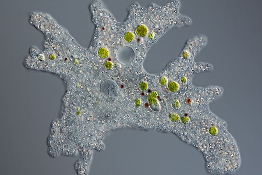 Study Discovers Fanzors in Eukaryotic Organisms