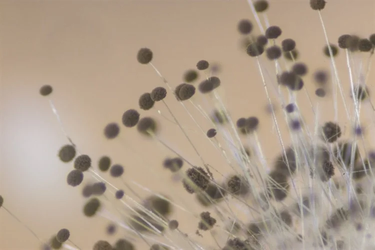 New Tools to Tackle the Challenges of Pollen and Fungal Spores