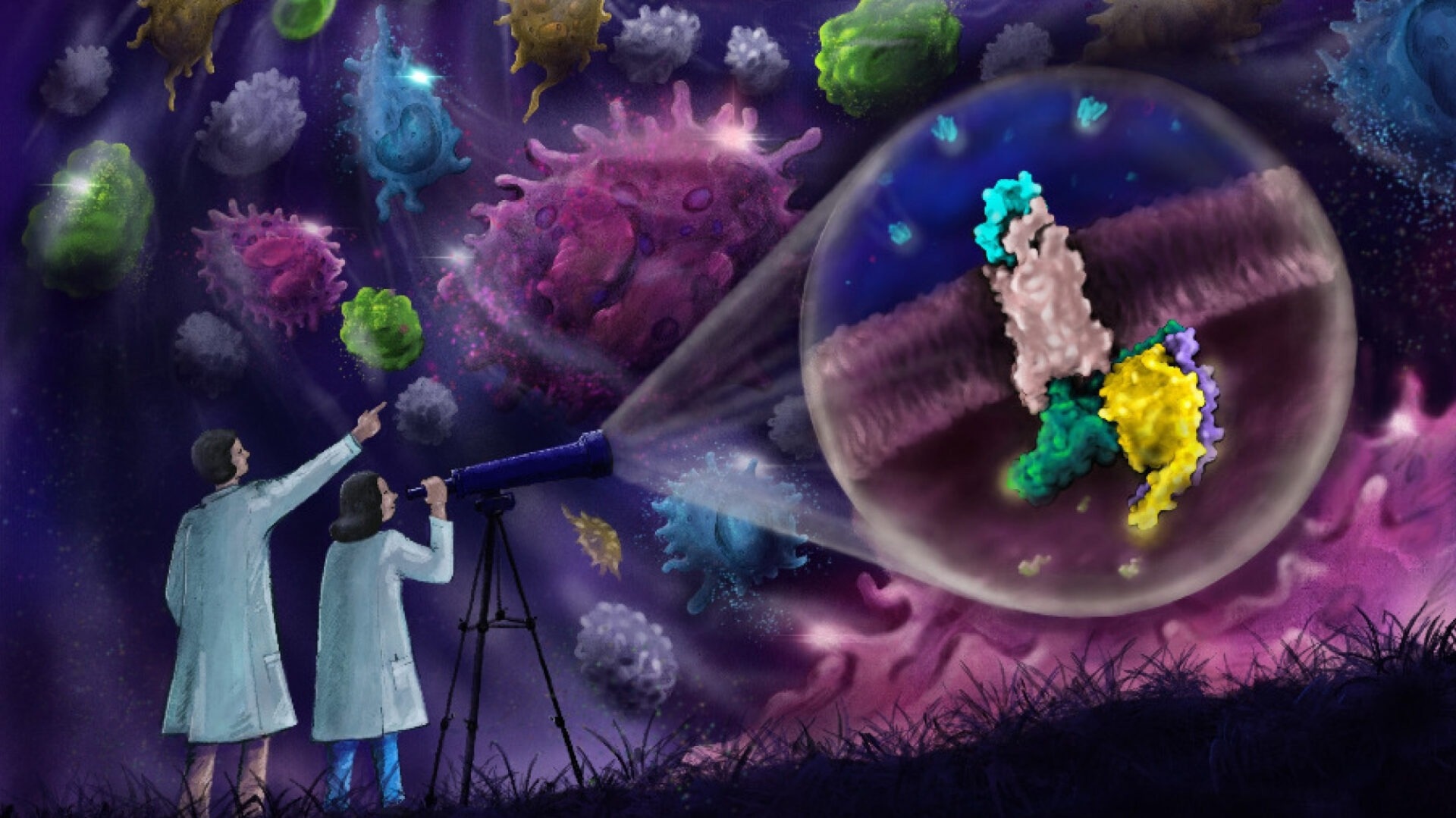 Detailed Imaging Uncovers Immune System Protein Secrets