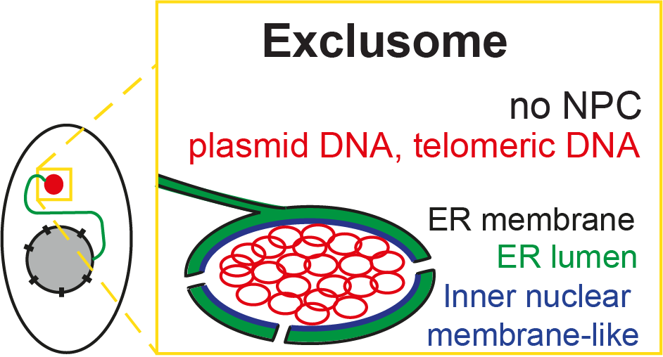 Model of exclusome. Image Credit: Kroschewski Group