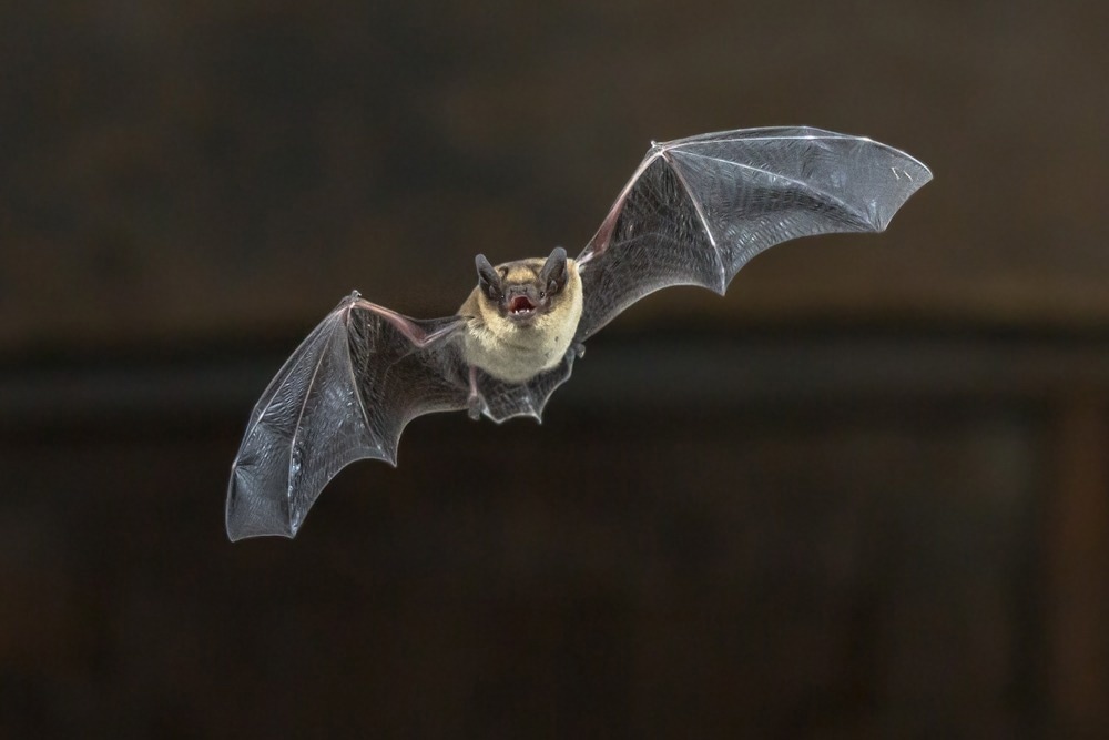 Image Credit: Rudmer Zwerver/Shutterstock.com