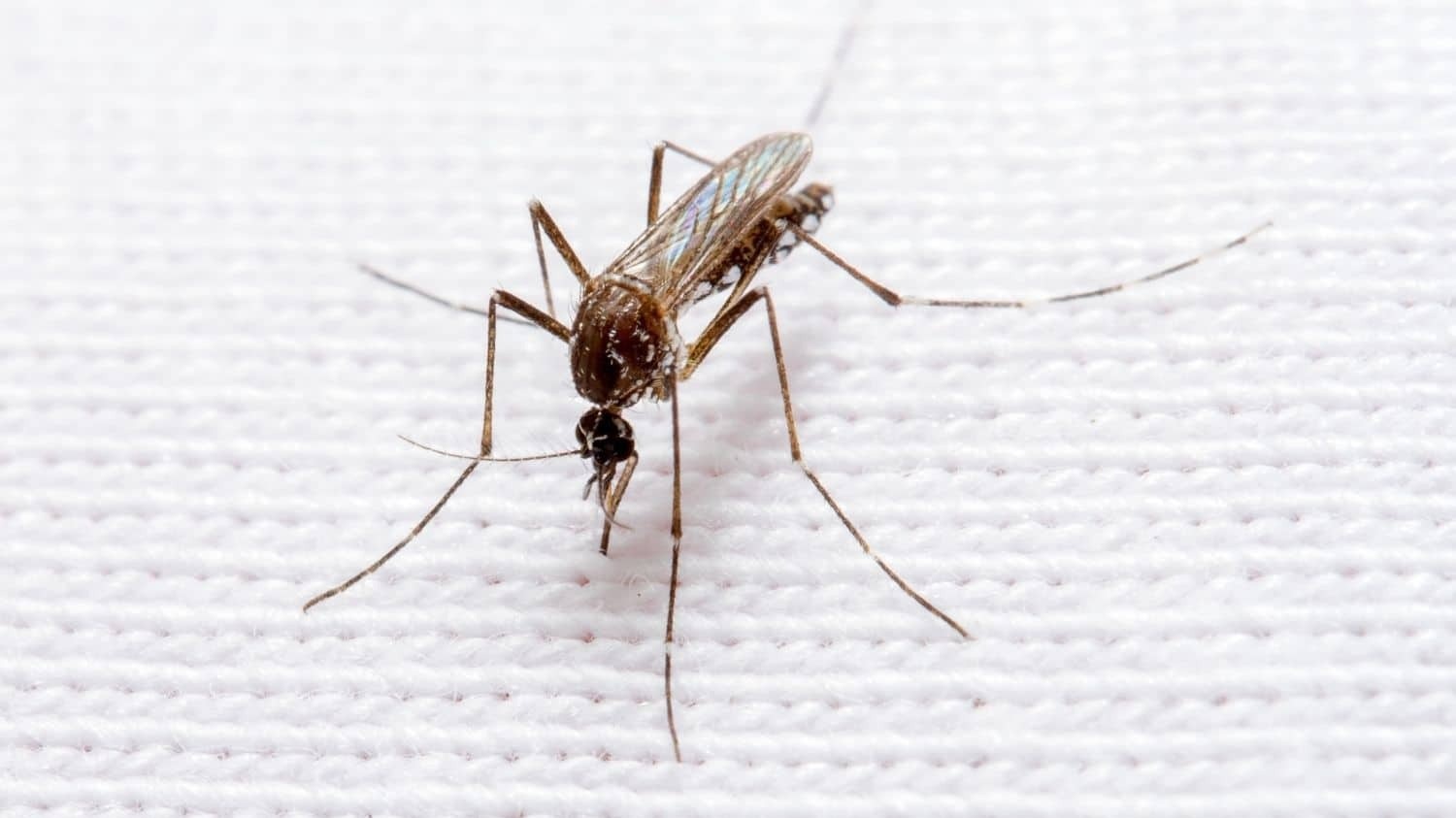 Phylogenomics Provide Insight About Mosquitoes’ Previous Host Use