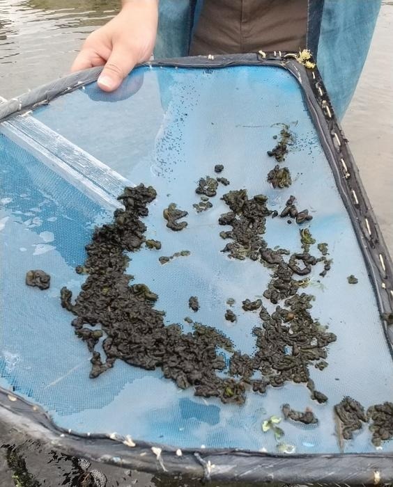 Using Cyanobacteria to Produce Organic Active Ingredients