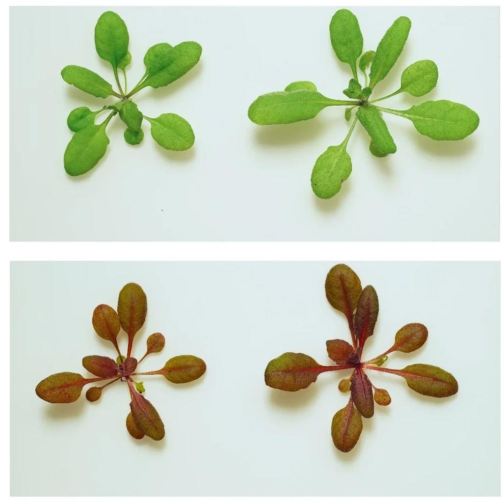 Engineering Plants to Turn Red in the Presence of Toxic Pesticide