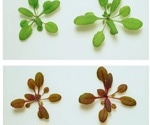 Engineering Plants to Turn Red in the Presence of Toxic Pesticide