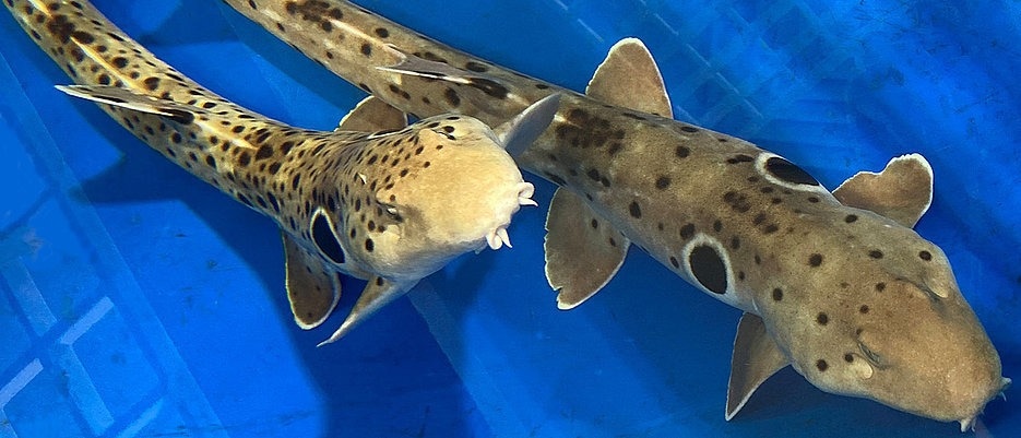 Shark Survival Through the Ages: Unveiling Genetic Secrets