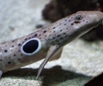 Shark Survival Through the Ages: Unveiling Genetic Secrets