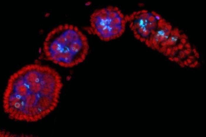 Wolbachia’s Fertility Magic: Implications for Mosquito Population Control