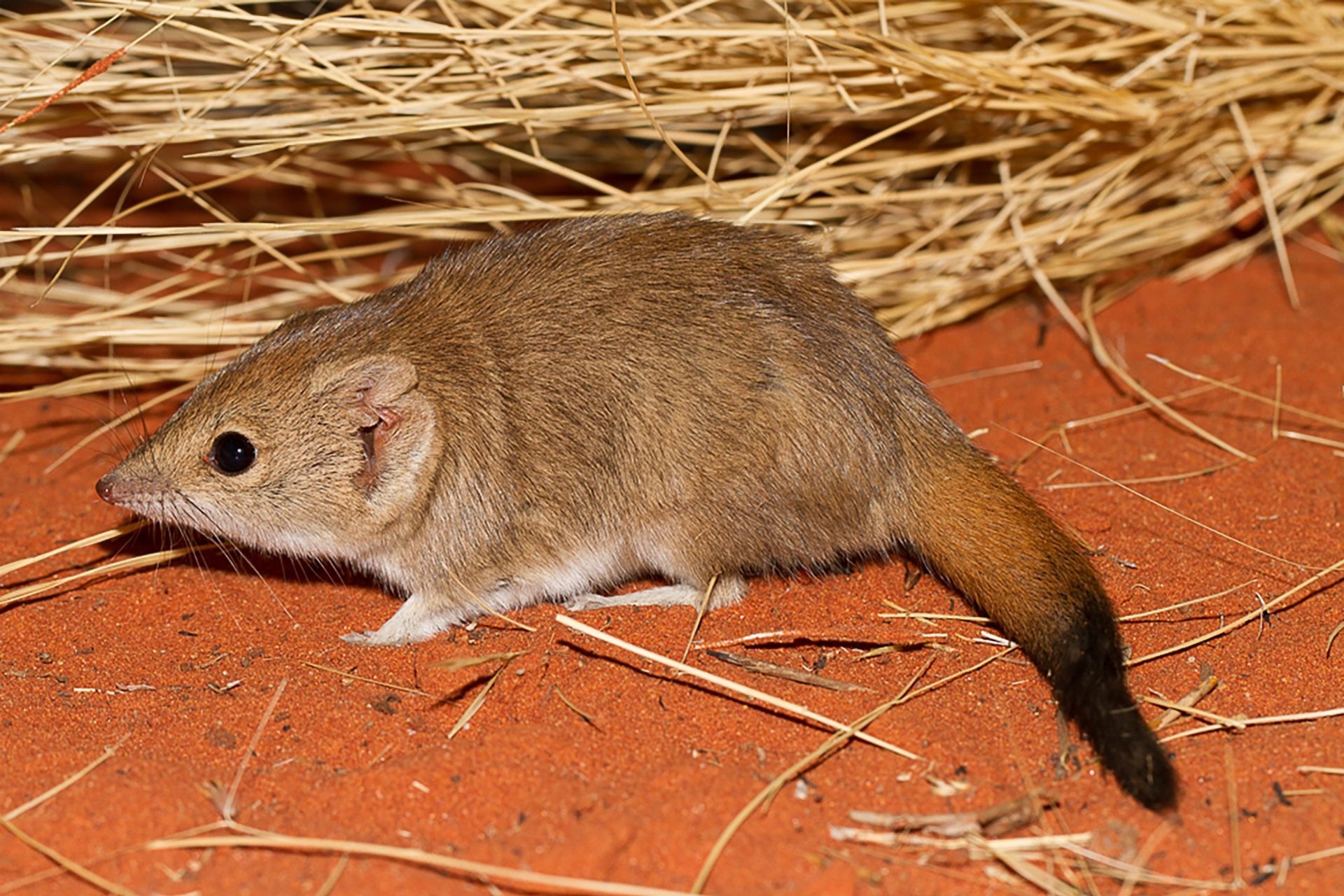 Research Reveals Three New Marsupial Species - Though All Likely Extinct