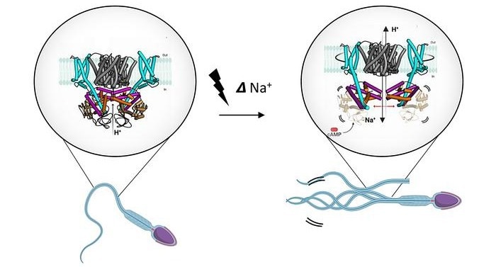 Unveiling the Intricacies of Sperm Transformation