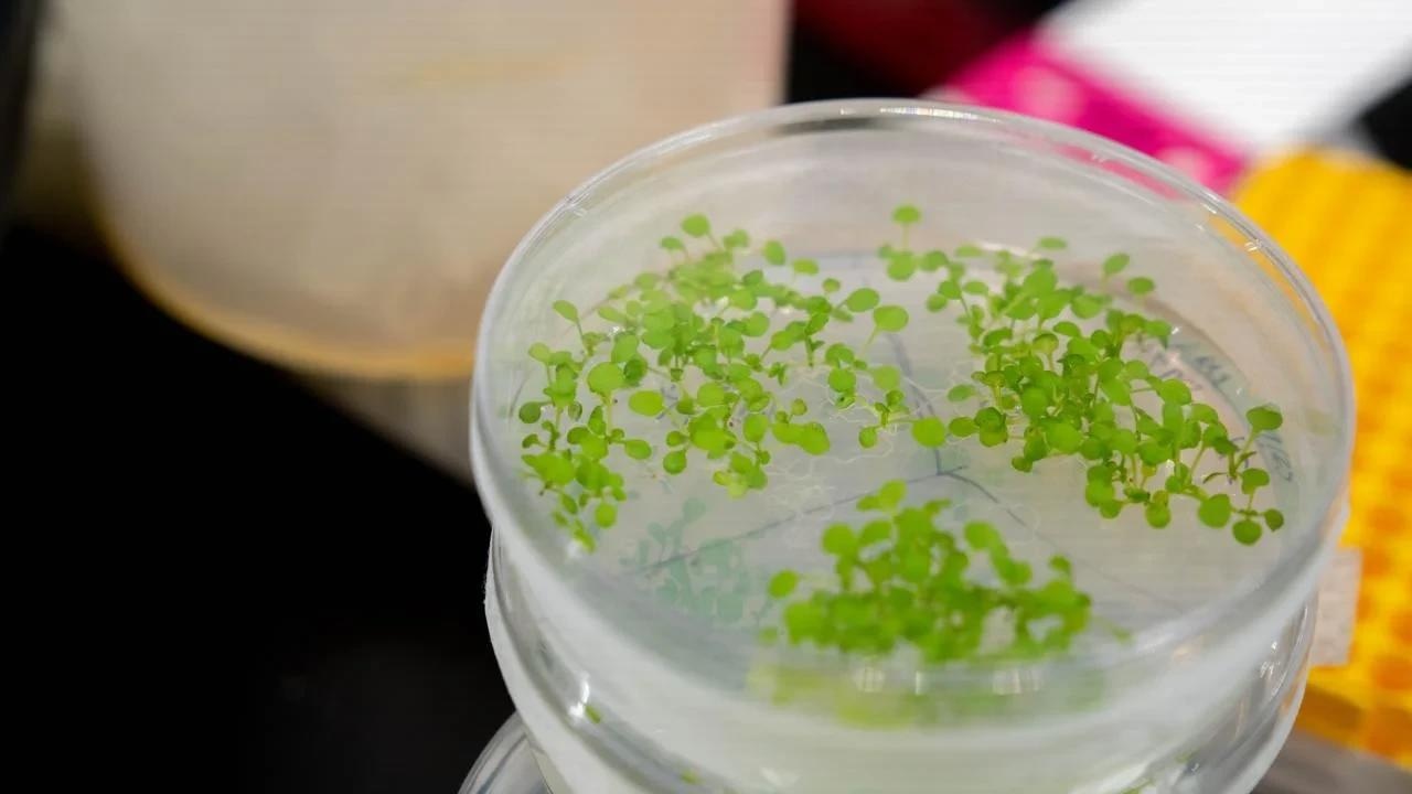 Role of Chloroplasts’ Dual Function From Photosynthesis to Immune Defense