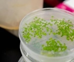 Role of Chloroplasts’ Dual Function From Photosynthesis to Immune Defense